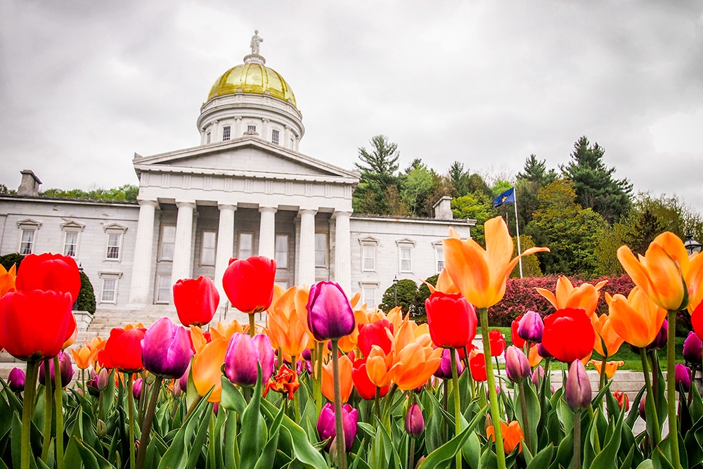 Montpelier statehouse, white columned building with a gold dome and multi colored Tulips in the foreground